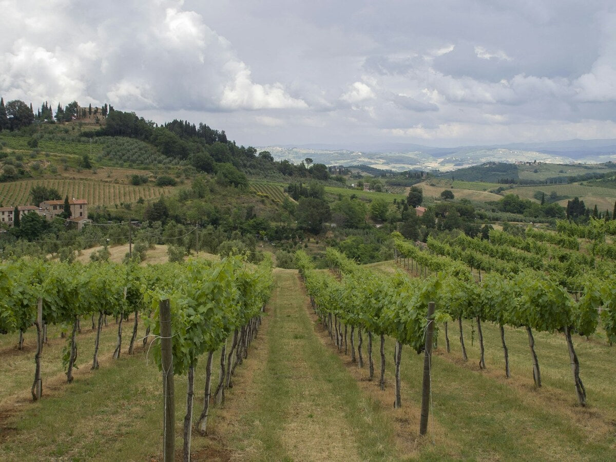 Vigneti sulle colline della Toscana